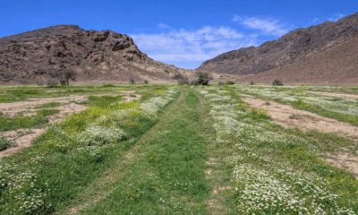 Wadi Mashar, northwest of Hail, is a popular tourist spot with acacia trees, granite rocks, and springs, reflecting the region's history.