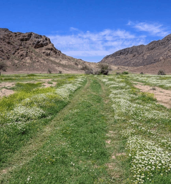 Wadi Mashar, northwest of Hail, is a popular tourist spot with acacia trees, granite rocks, and springs, reflecting the region's history.