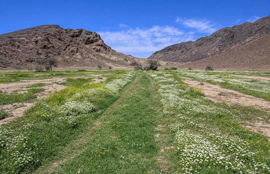 Wadi Mashar, northwest of Hail, is a popular tourist spot with acacia trees, granite rocks, and springs, reflecting the region's history.