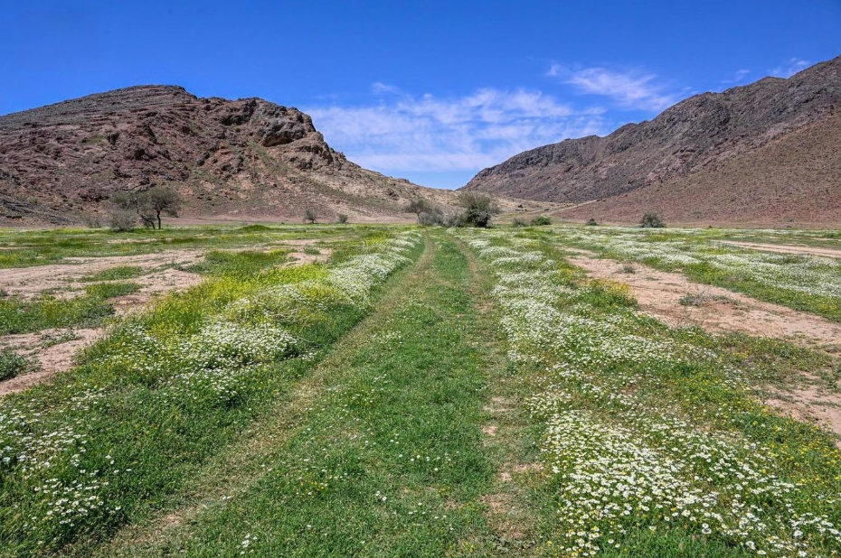 Wadi Mashar, northwest of Hail, is a popular tourist spot with acacia trees, granite rocks, and springs, reflecting the region's history.