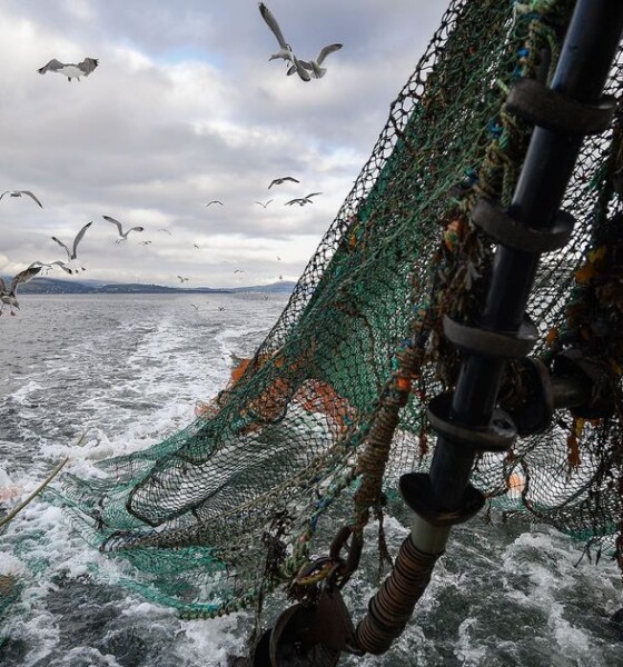 Saudi Arabia is tackling overfishing, a significant issue due to its abundant marine biodiversity along its 3,800 km coastline.