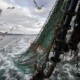 Saudi Arabia is tackling overfishing, a significant issue due to its abundant marine biodiversity along its 3,800 km coastline.
