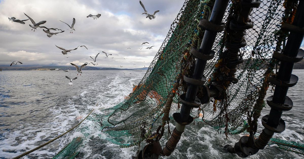 Saudi Arabia is tackling overfishing, a significant issue due to its abundant marine biodiversity along its 3,800 km coastline.