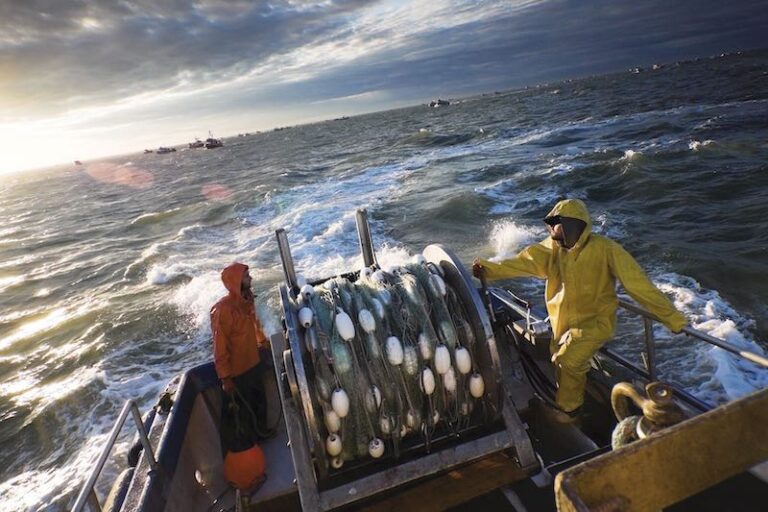 Saudi Arabia is tackling overfishing, a significant issue due to its abundant marine biodiversity along its 3,800 km coastline.